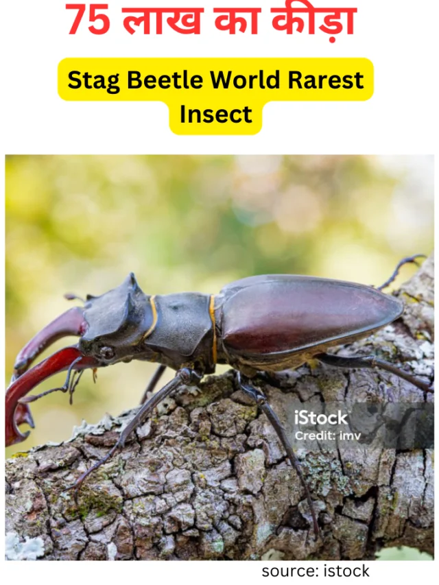 Stag Beetle World Rarest Insect