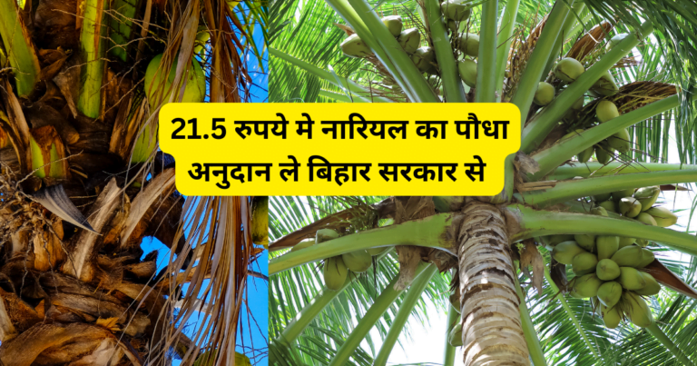 नारियल