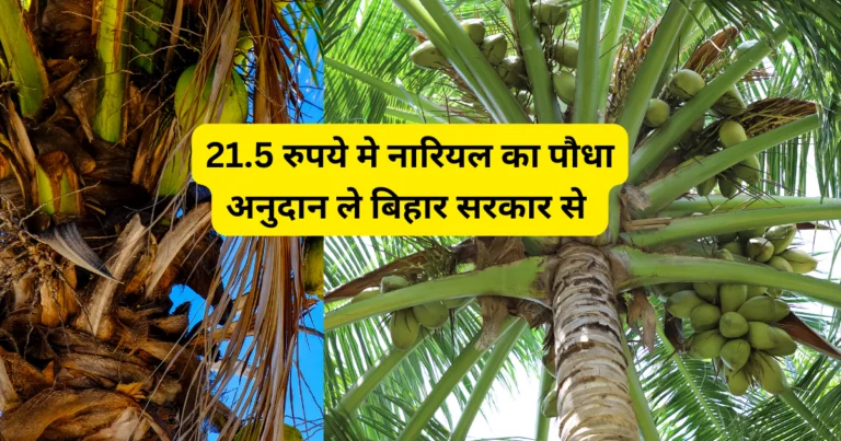 नारियल