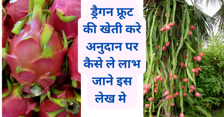 Dragon Fruit Ki kheti Kare Anudan par paye 1 Lac