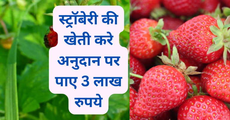Strawberry ki kheti