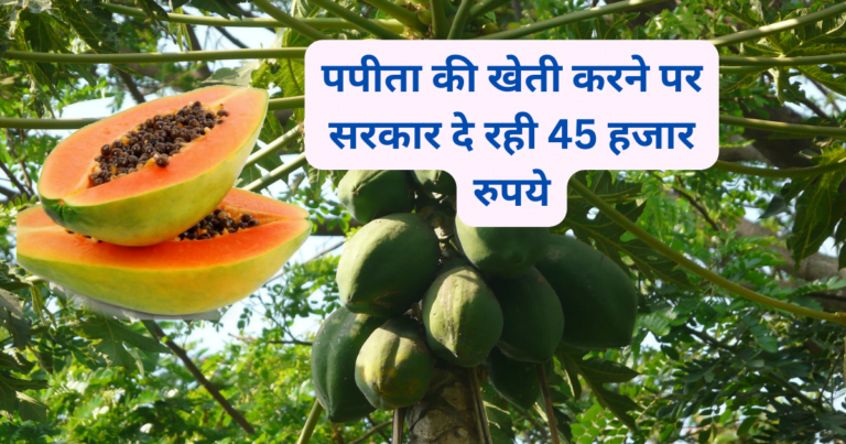 पपीता की खेती