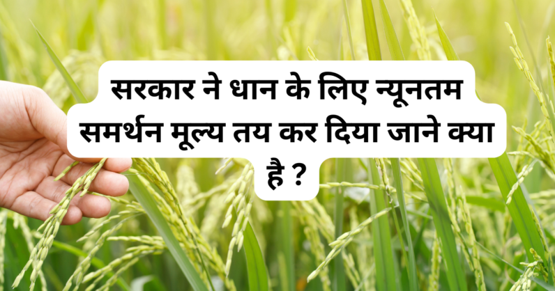 सरकार ने धान के लिए न्यूनतम समर्थन मूल्य तय कर दिया है