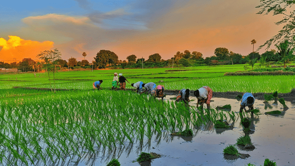 धान की खेती की लागत