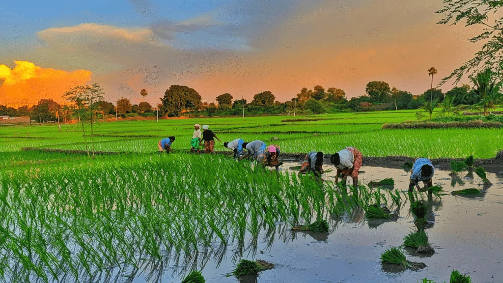धान की खेती की लागत और मुनाफा प्रति बीघा धान की खेती की लागत