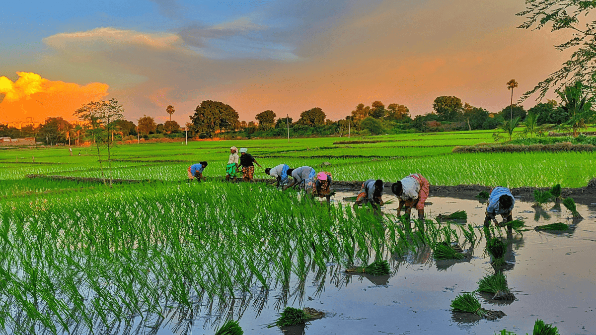 धान की खेती की लागत