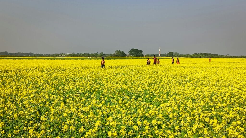 सरसों की खेती की लागत और मुनाफा प्रति बीघा | उत्तर प्रदेश के लिए उपयुक्त किस्में 4 सरसों की फसल की कटाई