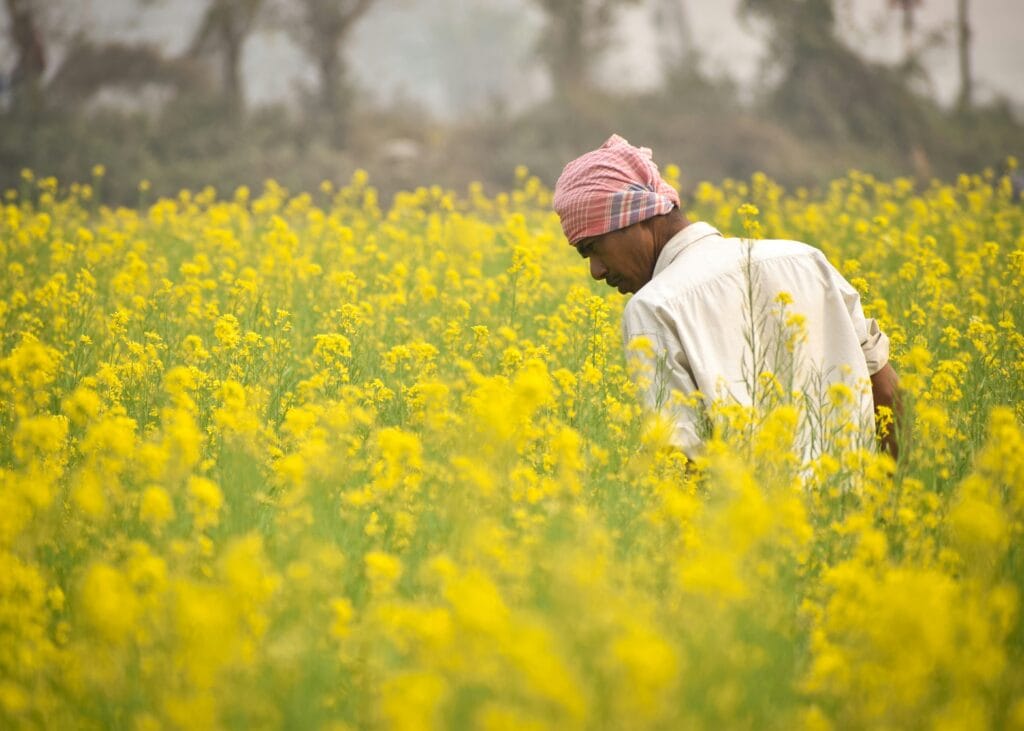 सरसों की खेती की लागत और मुनाफा प्रति बीघा | उत्तर प्रदेश के लिए उपयुक्त किस्में 3 सरसों की खेती की लागत प्रति बीघा