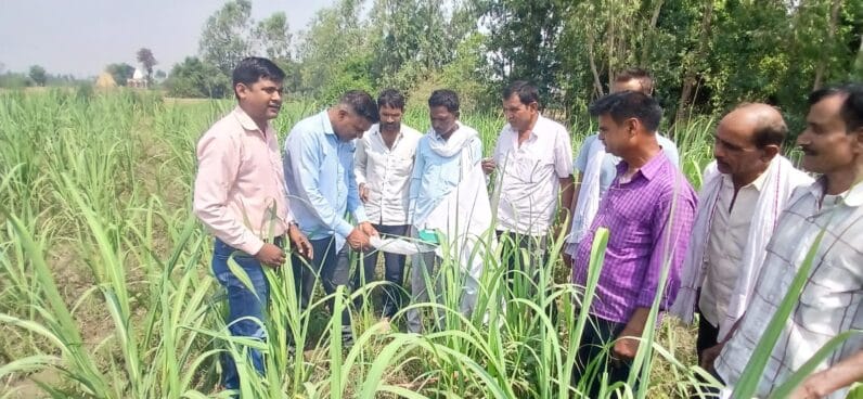 गन्ने की खेती से बढ़ाएं अपना मुनाफा: 150 टन प्रति हेक्टेयर पैदावार पाने का गुप्त तरीका भारत में गन्ने की उन्नत खेती और लहलहाती फसल