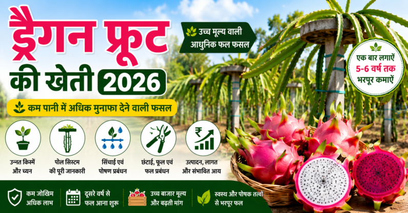 ड्रैगन फ्रूट की खेती 2026 | उन्नत खेती, पौधरोपण, पोल सिस्टम, उत्पादन एवं पूरी जानकारी