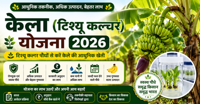 केला टिश्यू कल्चर योजना