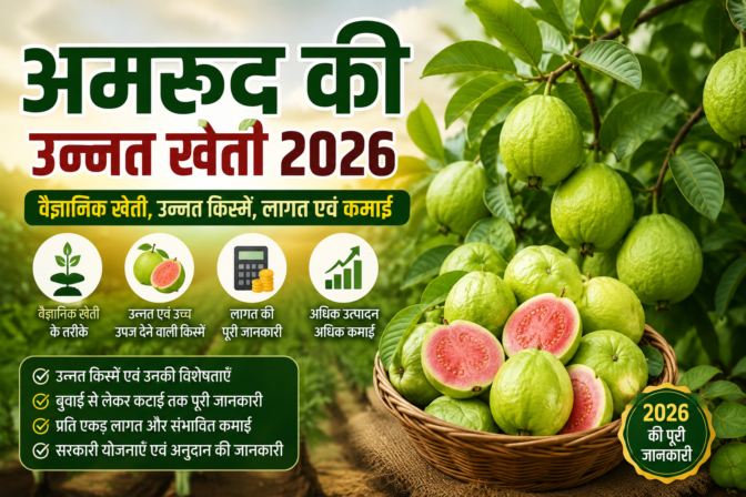 अमरूद की उन्नत खेती रैंक मैथ एसईओ स्कोर
