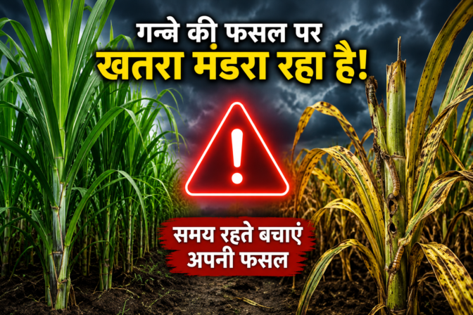 "गन्ने में कीट नियंत्रण के लिए मानसून के दौरान खेत में गन्ने की फसल की निगरानी करता हुआ एक भारतीय किसान और कीटों का ग्राफिक"